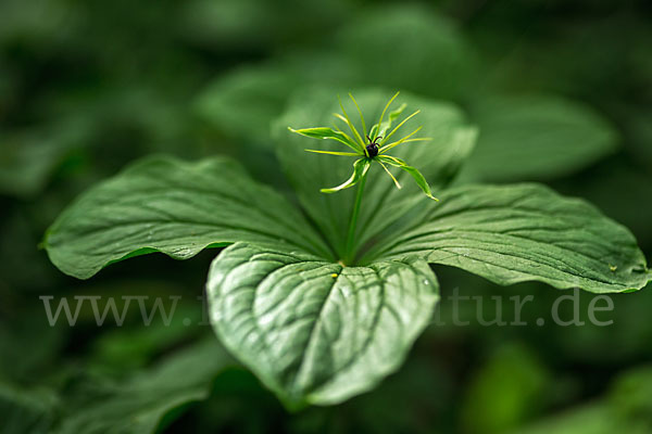 Einbeere (Paris quadrifolia)