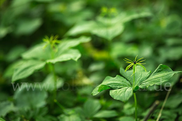 Einbeere (Paris quadrifolia)