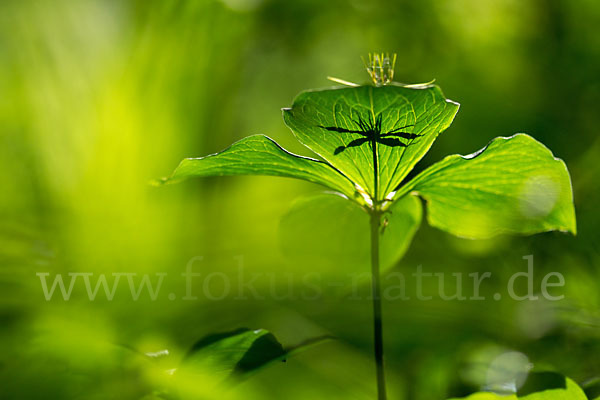 Einbeere (Paris quadrifolia)