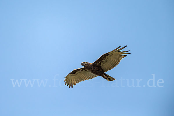 Einfarb-Schlangenadler (Circaetus cinereus)