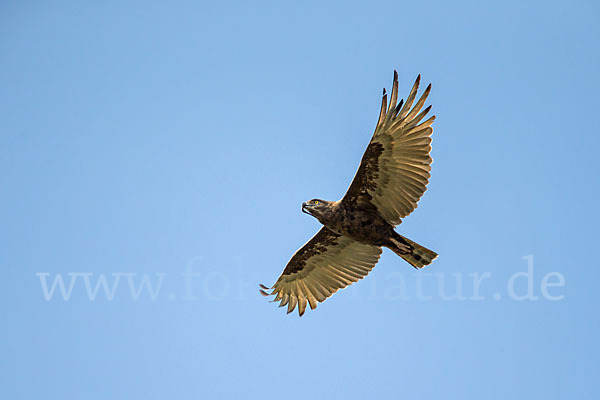 Einfarb-Schlangenadler (Circaetus cinereus)