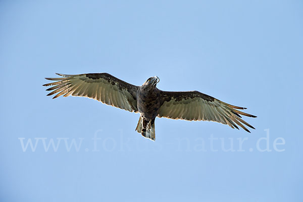 Einfarb-Schlangenadler (Circaetus cinereus)