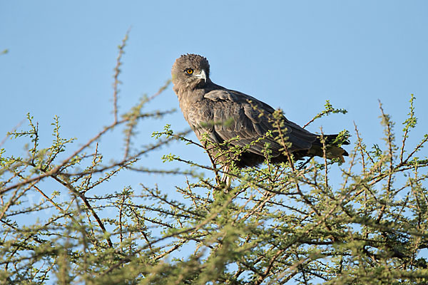 Einfarb-Schlangenadler (Circaetus cinereus)