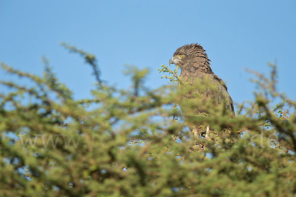 Einfarb-Schlangenadler (Circaetus cinereus)