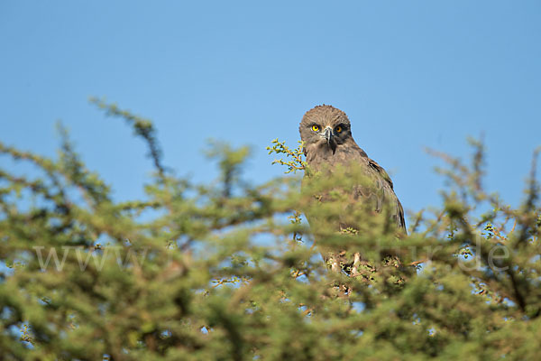 Einfarb-Schlangenadler (Circaetus cinereus)