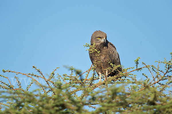 Einfarb-Schlangenadler (Circaetus cinereus)