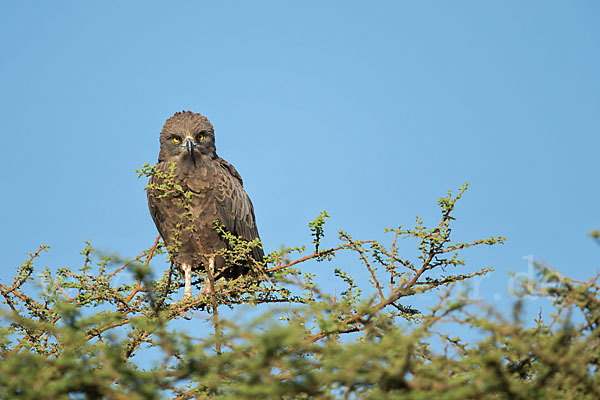 Einfarb-Schlangenadler (Circaetus cinereus)