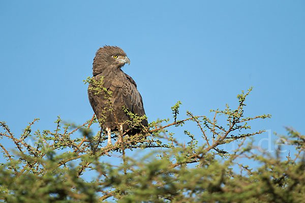 Einfarb-Schlangenadler (Circaetus cinereus)