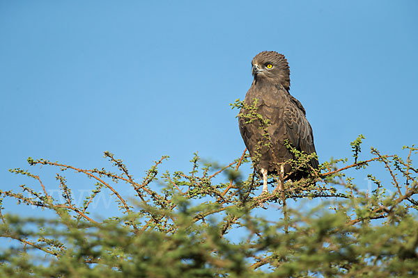 Einfarb-Schlangenadler (Circaetus cinereus)