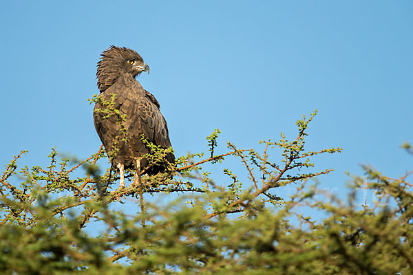 Einfarb-Schlangenadler (Circaetus cinereus)