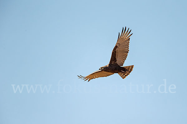 Einfarb-Schlangenadler (Circaetus cinereus)