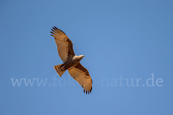Einfarb-Schlangenadler (Circaetus cinereus)
