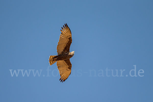 Einfarb-Schlangenadler (Circaetus cinereus)