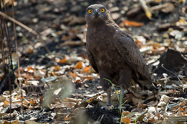 Einfarb-Schlangenadler (Circaetus cinereus)