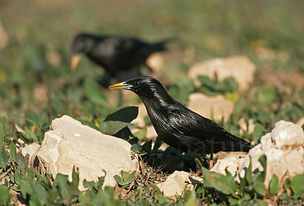 Einfarbstar (Sturnus unicolor)