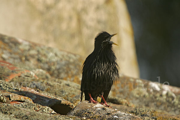 Einfarbstar (Sturnus unicolor)