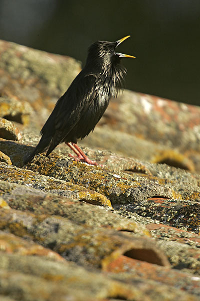 Einfarbstar (Sturnus unicolor)