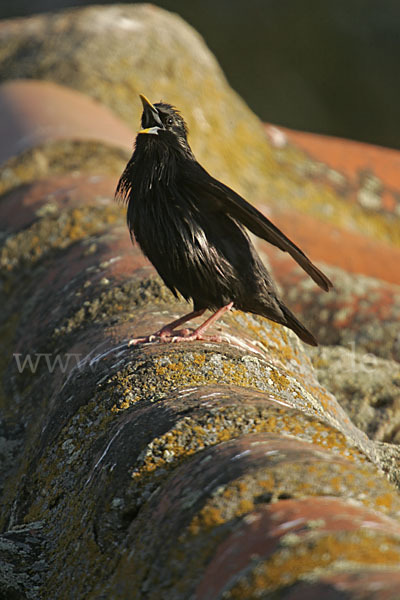 Einfarbstar (Sturnus unicolor)