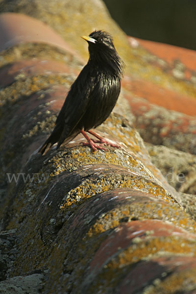 Einfarbstar (Sturnus unicolor)