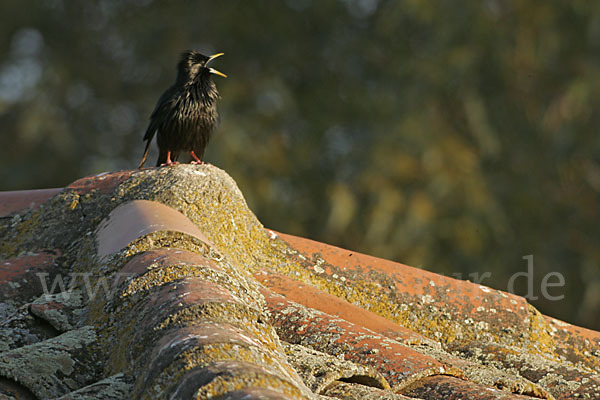 Einfarbstar (Sturnus unicolor)