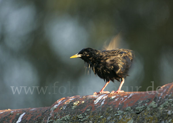 Einfarbstar (Sturnus unicolor)