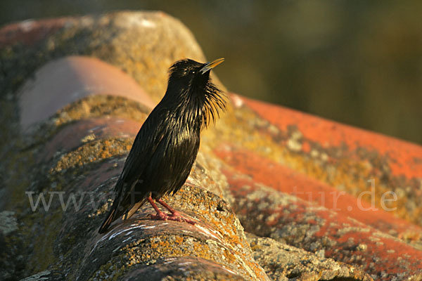 Einfarbstar (Sturnus unicolor)