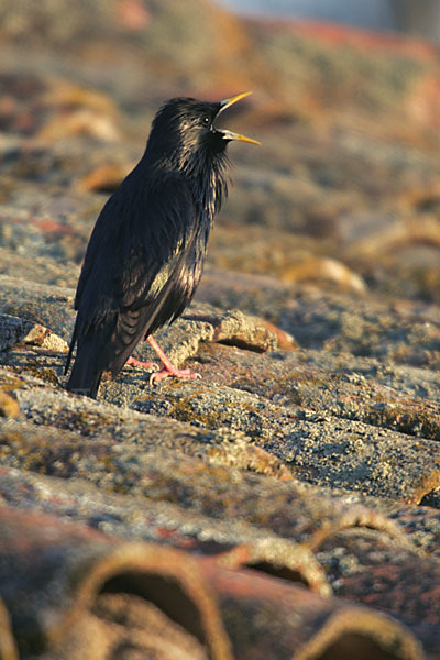 Einfarbstar (Sturnus unicolor)