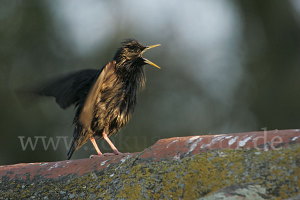 Einfarbstar (Sturnus unicolor)