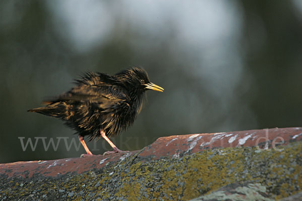 Einfarbstar (Sturnus unicolor)