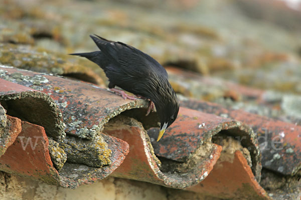 Einfarbstar (Sturnus unicolor)