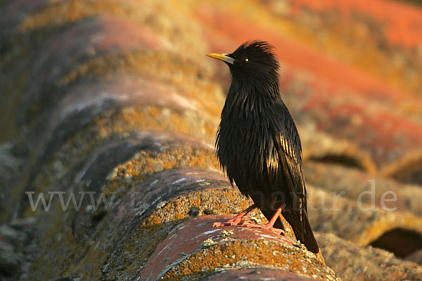 Einfarbstar (Sturnus unicolor)