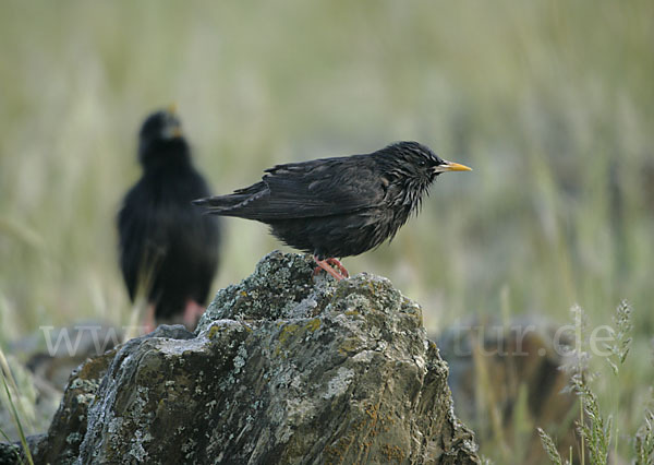 Einfarbstar (Sturnus unicolor)