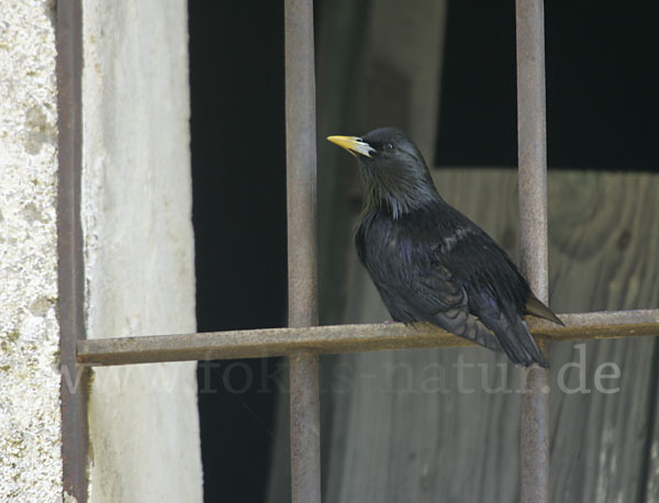 Einfarbstar (Sturnus unicolor)