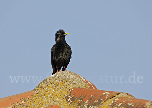 Einfarbstar (Sturnus unicolor)