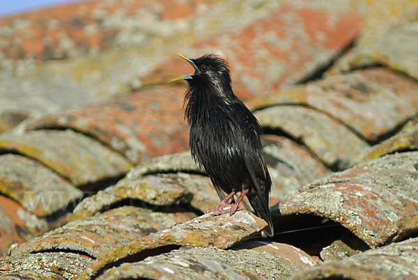 Einfarbstar (Sturnus unicolor)