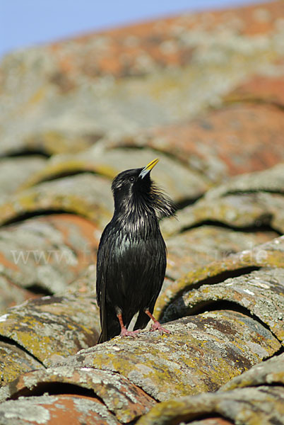 Einfarbstar (Sturnus unicolor)