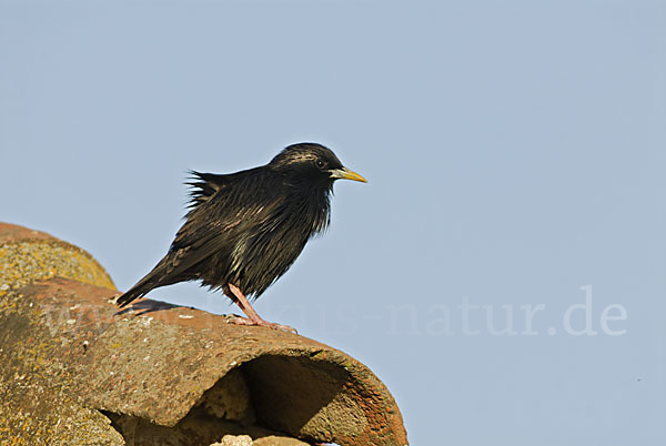 Einfarbstar (Sturnus unicolor)