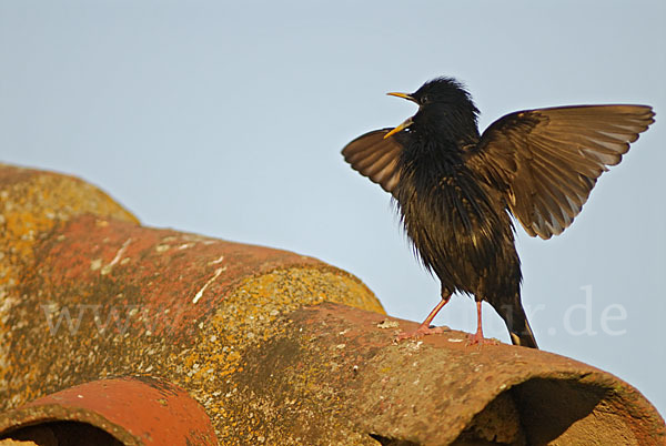 Einfarbstar (Sturnus unicolor)