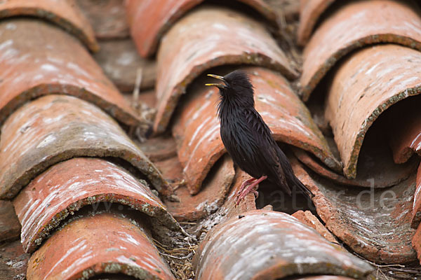 Einfarbstar (Sturnus unicolor)