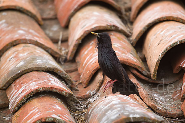 Einfarbstar (Sturnus unicolor)