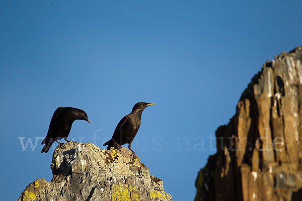 Einfarbstar (Sturnus unicolor)