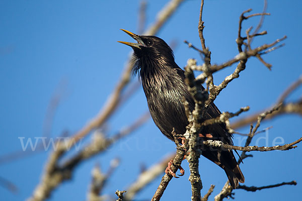 Einfarbstar (Sturnus unicolor)