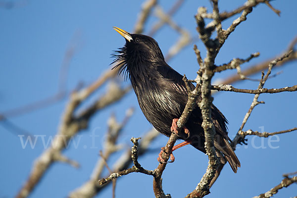 Einfarbstar (Sturnus unicolor)