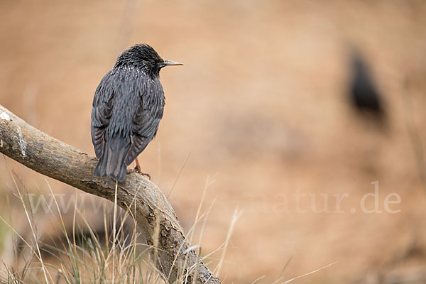 Einfarbstar (Sturnus unicolor)