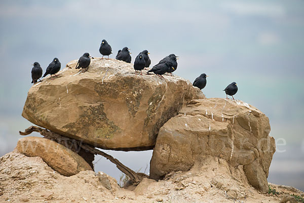 Einfarbstar (Sturnus unicolor)