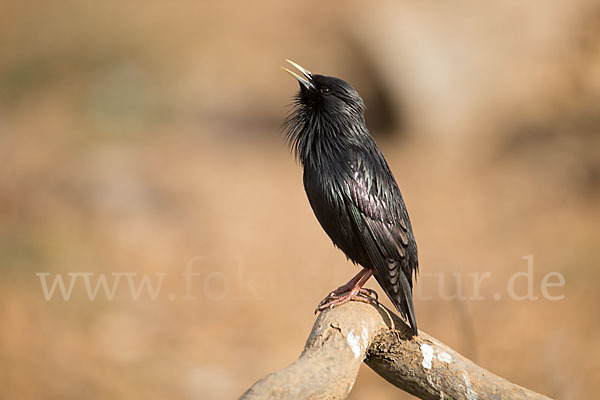 Einfarbstar (Sturnus unicolor)