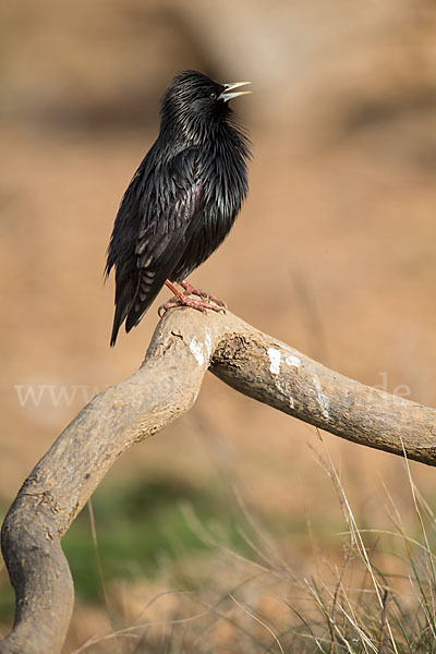 Einfarbstar (Sturnus unicolor)