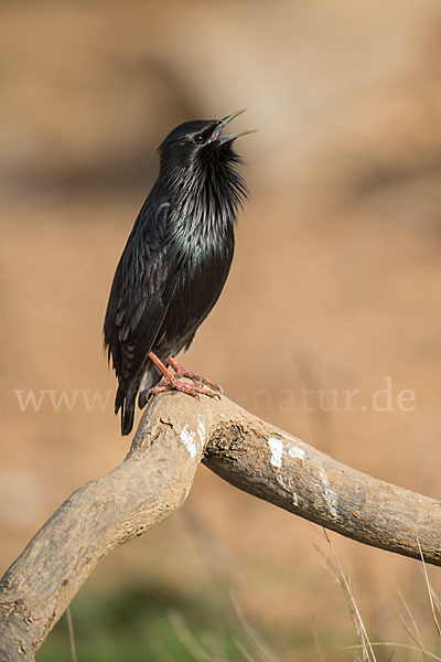 Einfarbstar (Sturnus unicolor)