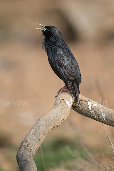 Einfarbstar (Sturnus unicolor)