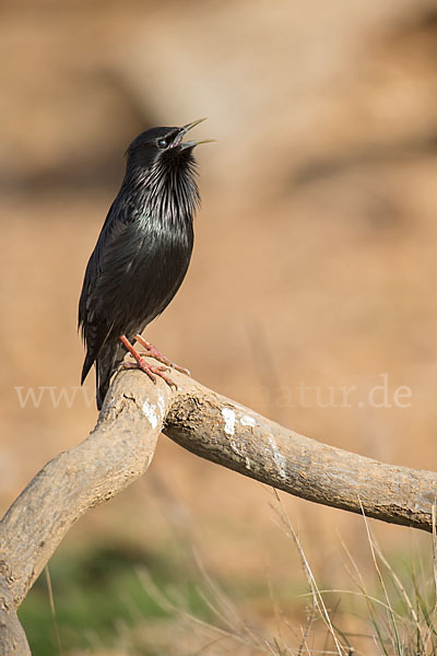 Einfarbstar (Sturnus unicolor)